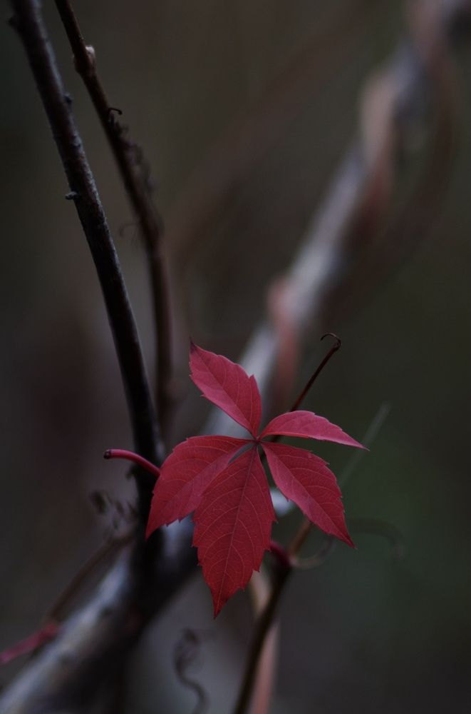 Фотография автора Елена Чиликина