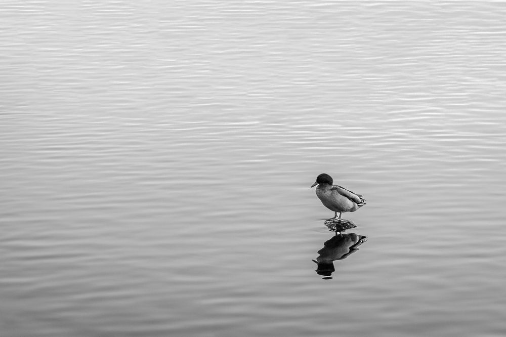 Фотография автора Minja Jovetic