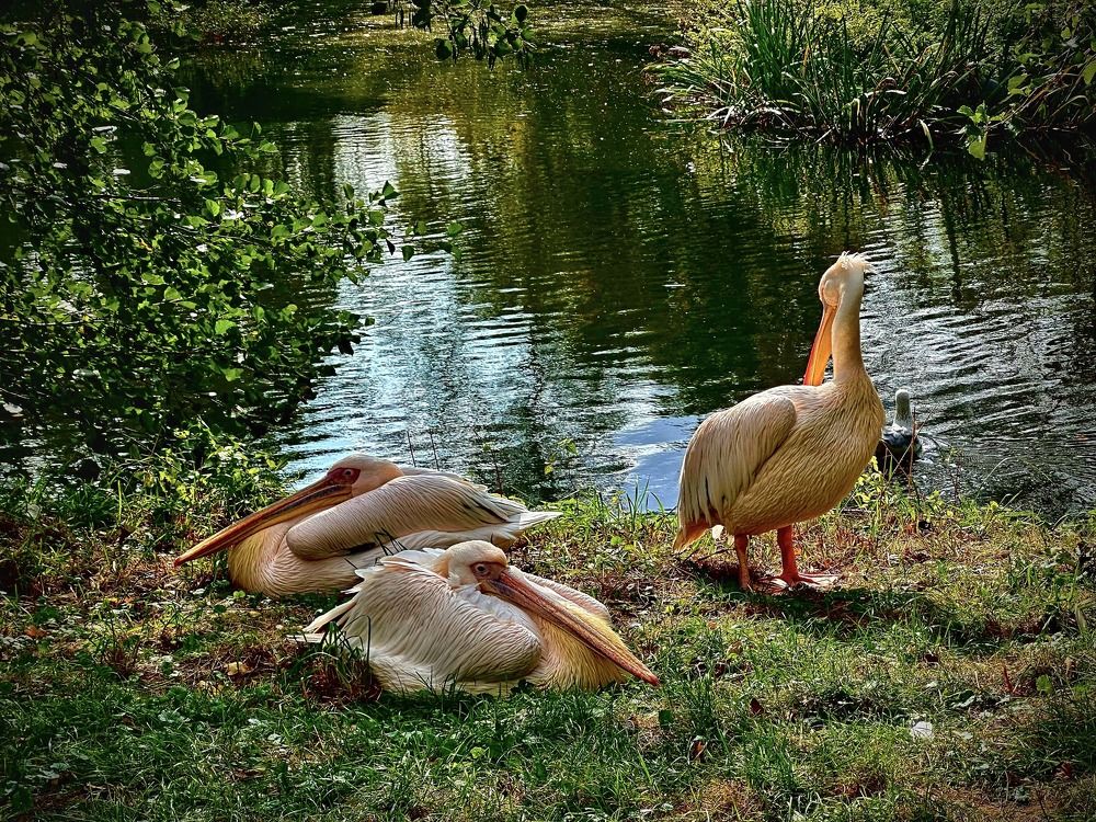 Photograph by Наумова Татьяна