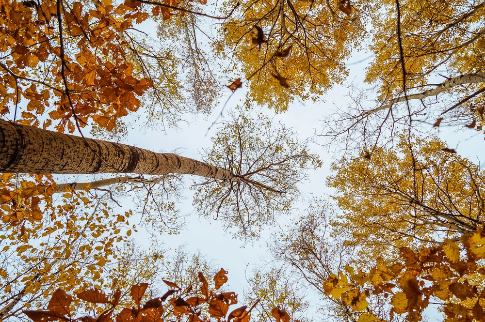 Photograph by Виктор Сёмушкин