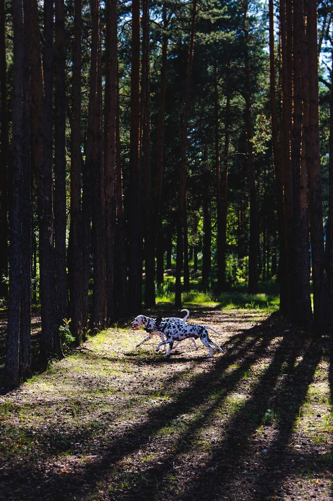 Photograph by Лидия Маркова