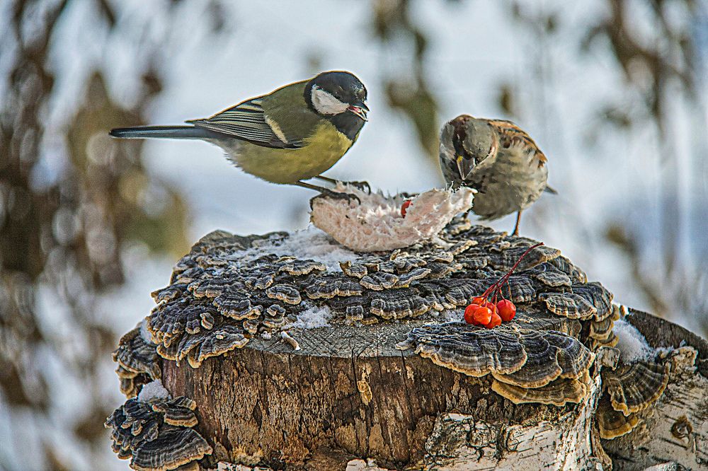 Photograph by Юрий Борик