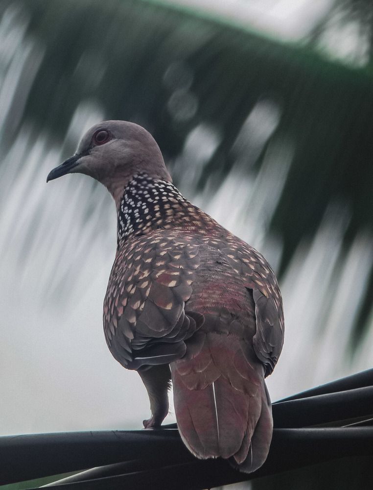 Photograph by Pawan Guruge