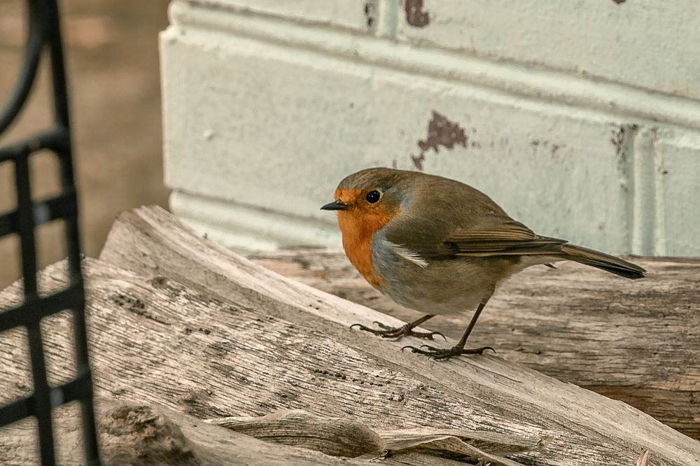 Photograph by Виталий Шкадинов