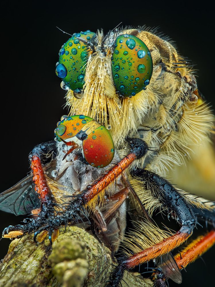 The robberfly hunting