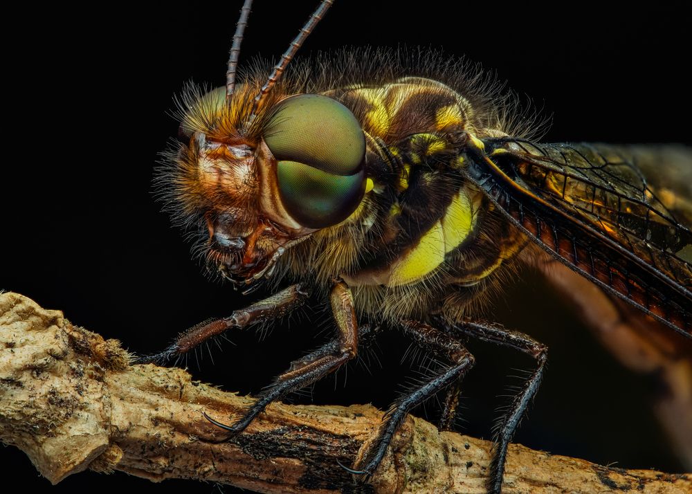 Photograph by Tran The Ngoc