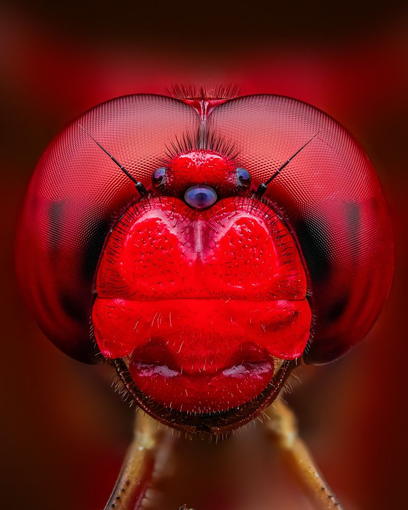 Photograph by Tran The Ngoc