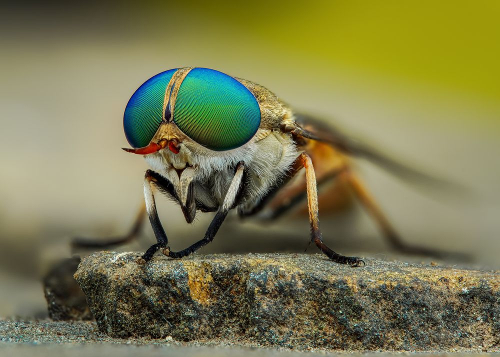 Photograph by Tran The Ngoc