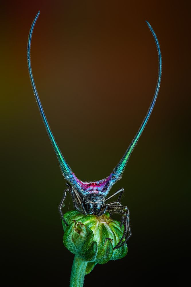 Photograph by Tran The Ngoc