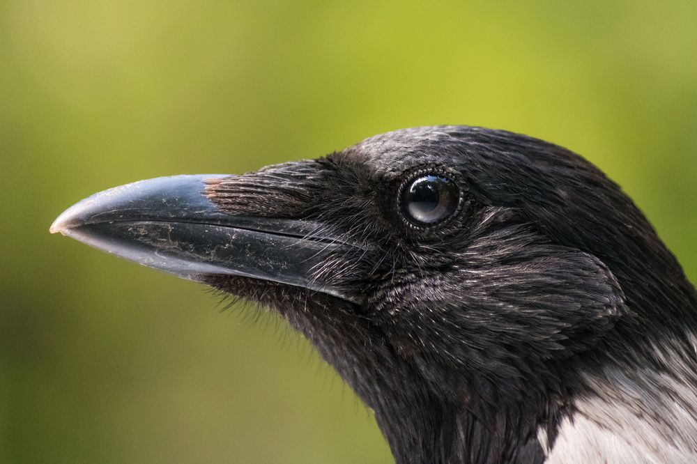 Photograph by Vania Tonova