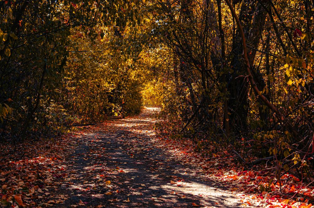 Осенняя тропа в глубинах острова