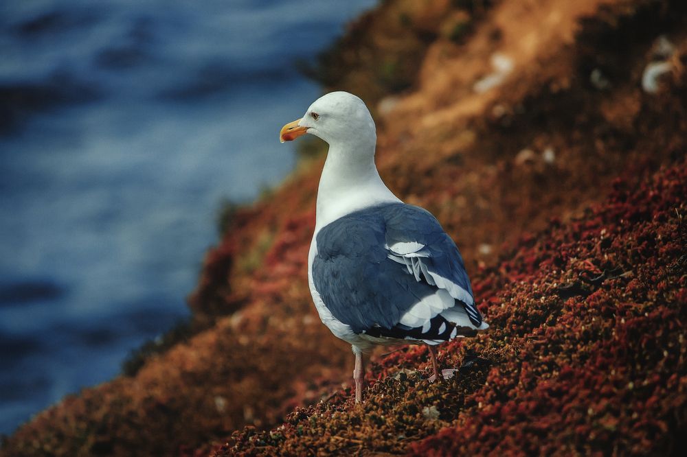 Photograph by Александр Волков