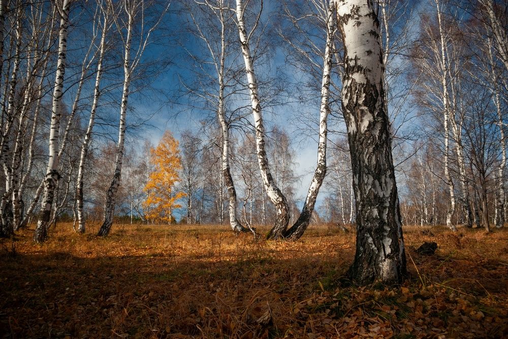 Октябрьский лес