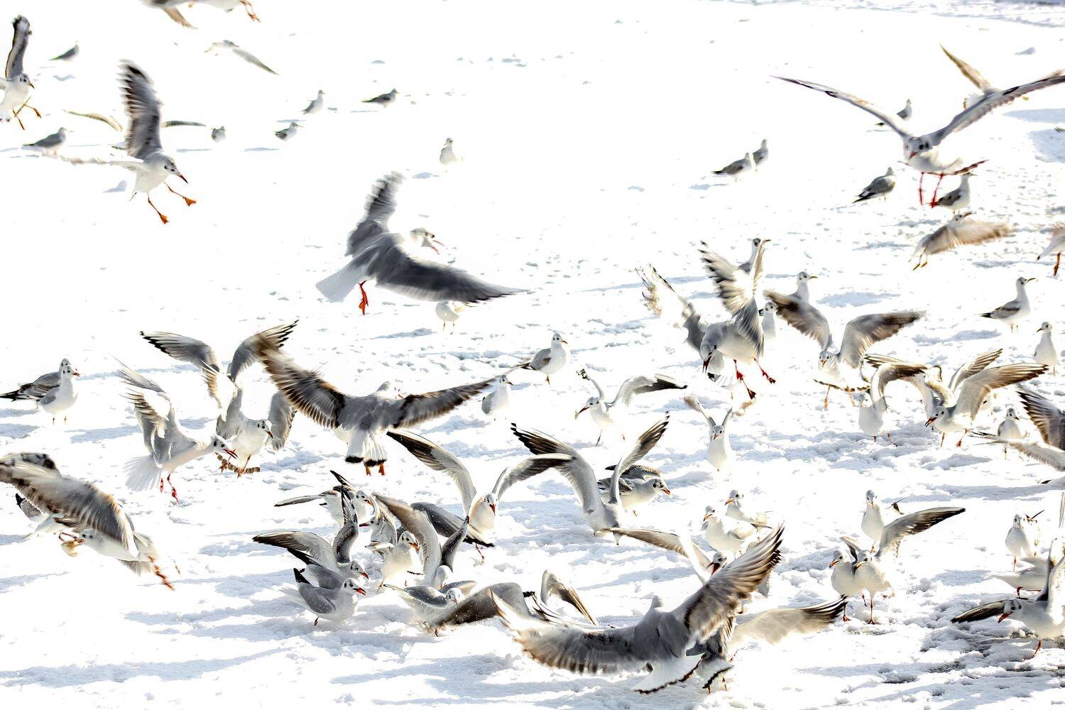 Фотография #11155299