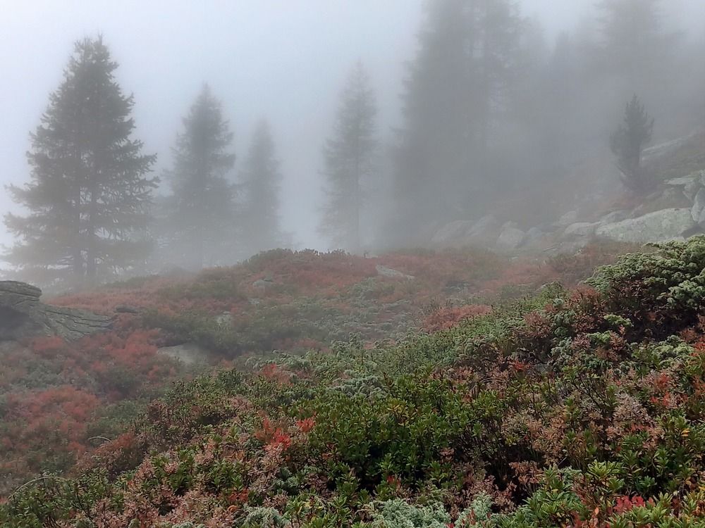 Фотография автора Елена Чернова