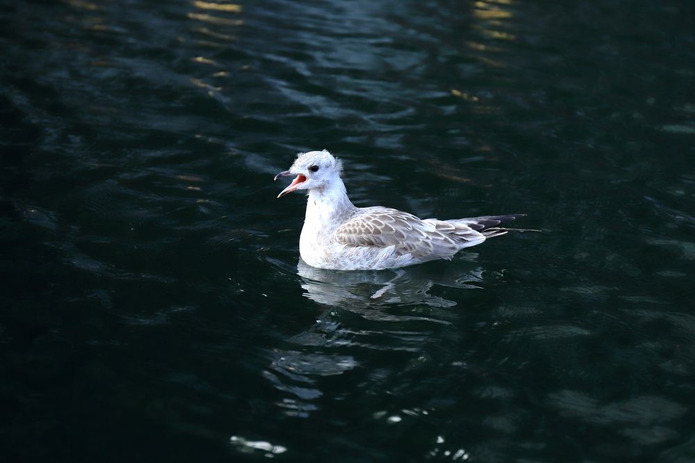 Photograph by DUBINA LEONID