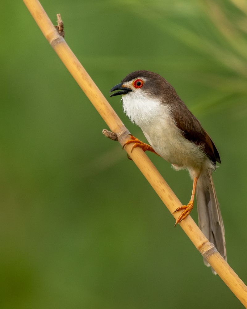 Photograph by Arnold Judson Samuel