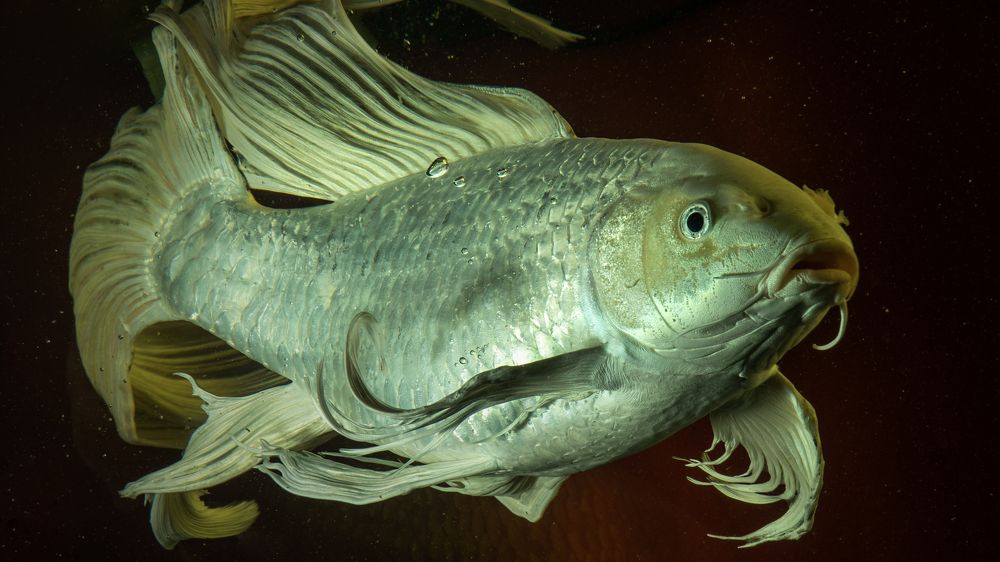 Photograph by Игорь Разенков