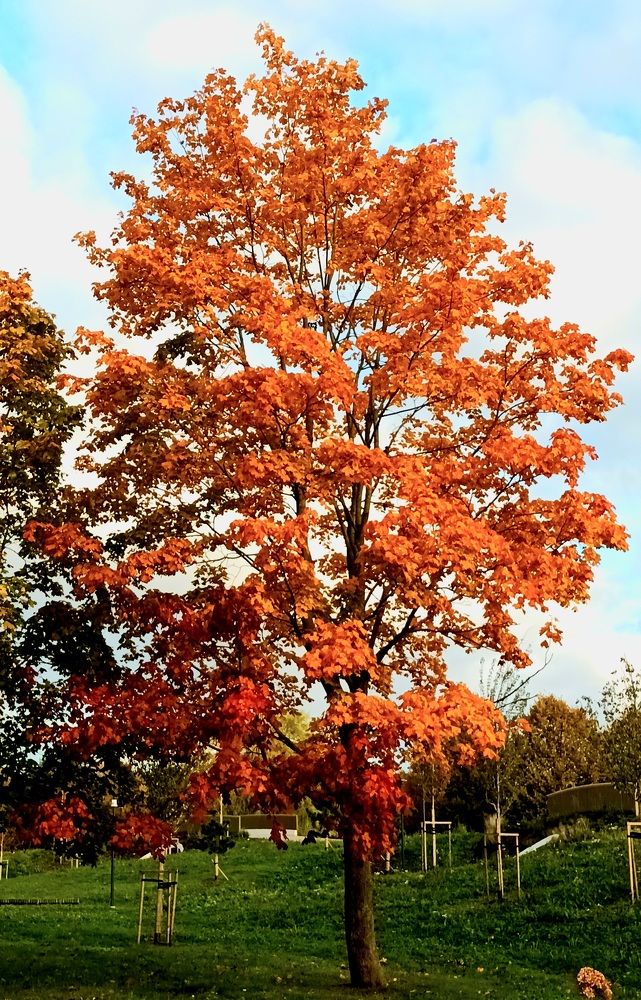 Фотография автора Maks Lanister