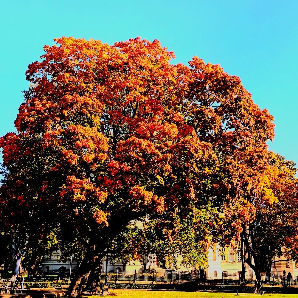 Фотография автора Maks Lanister