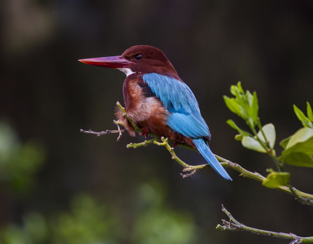 Photograph by Vladimir Sarichev