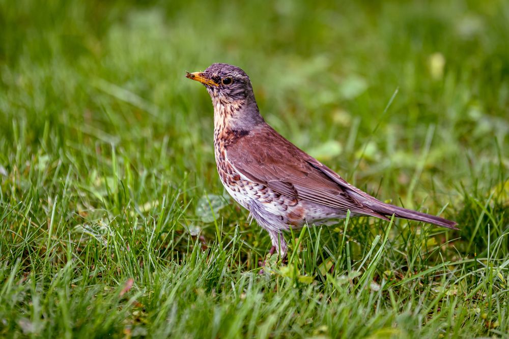 Photograph by Алексей Петров