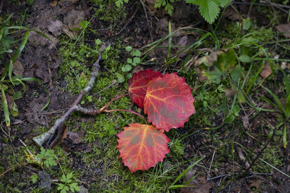 Photograph by Мураков Максим
