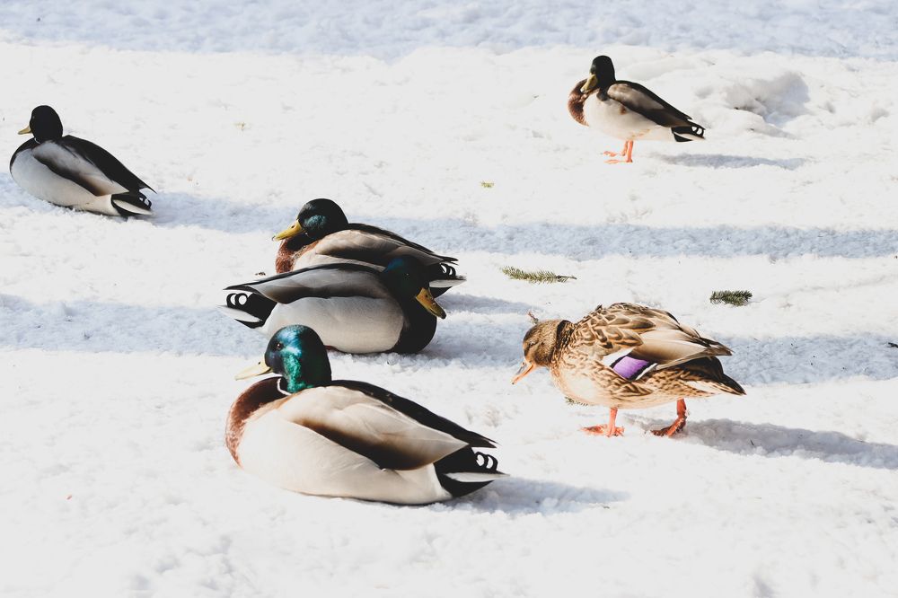 Фотография автора Юлия Гантимурова