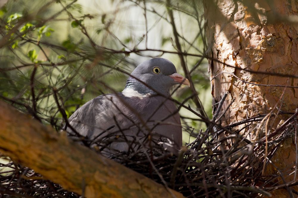 Photograph by Мураков Максим