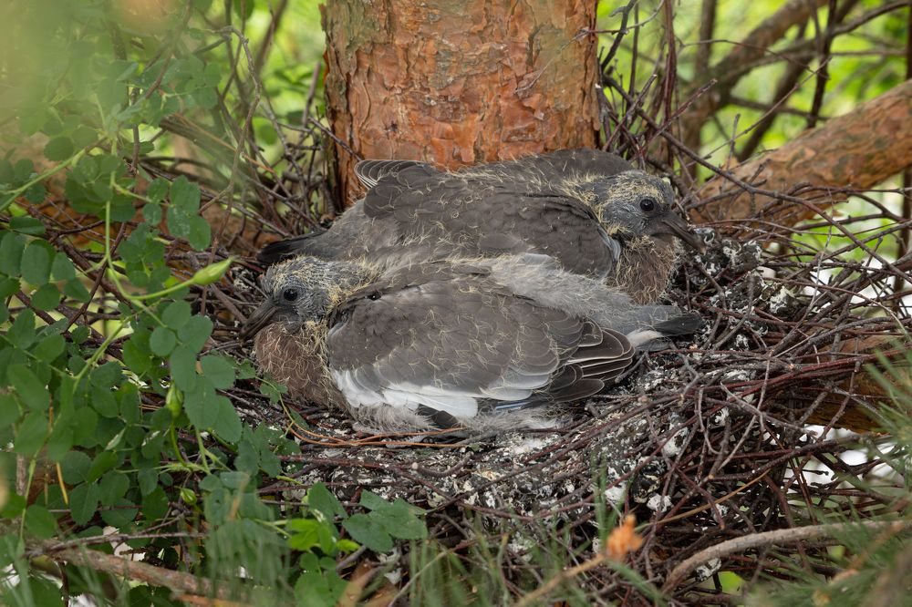 Photograph by Мураков Максим