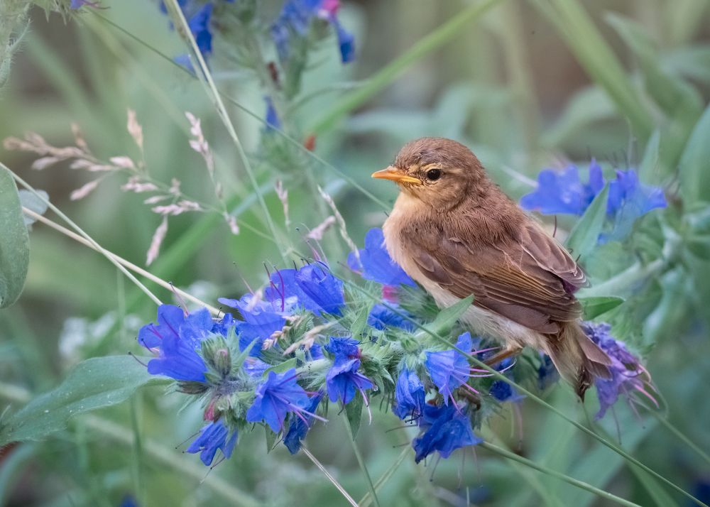 Слеток пеночки -теньковки