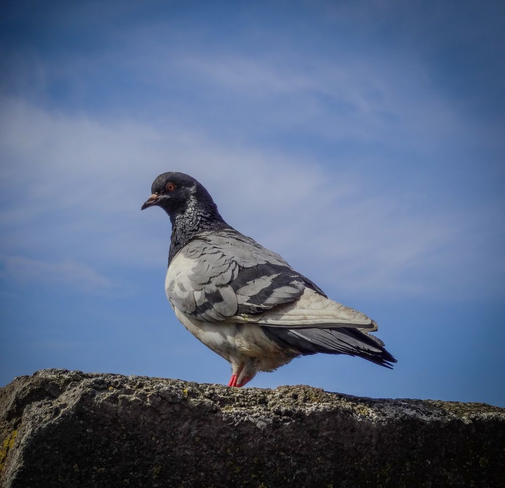 Фотография автора Геннадий Ломеко