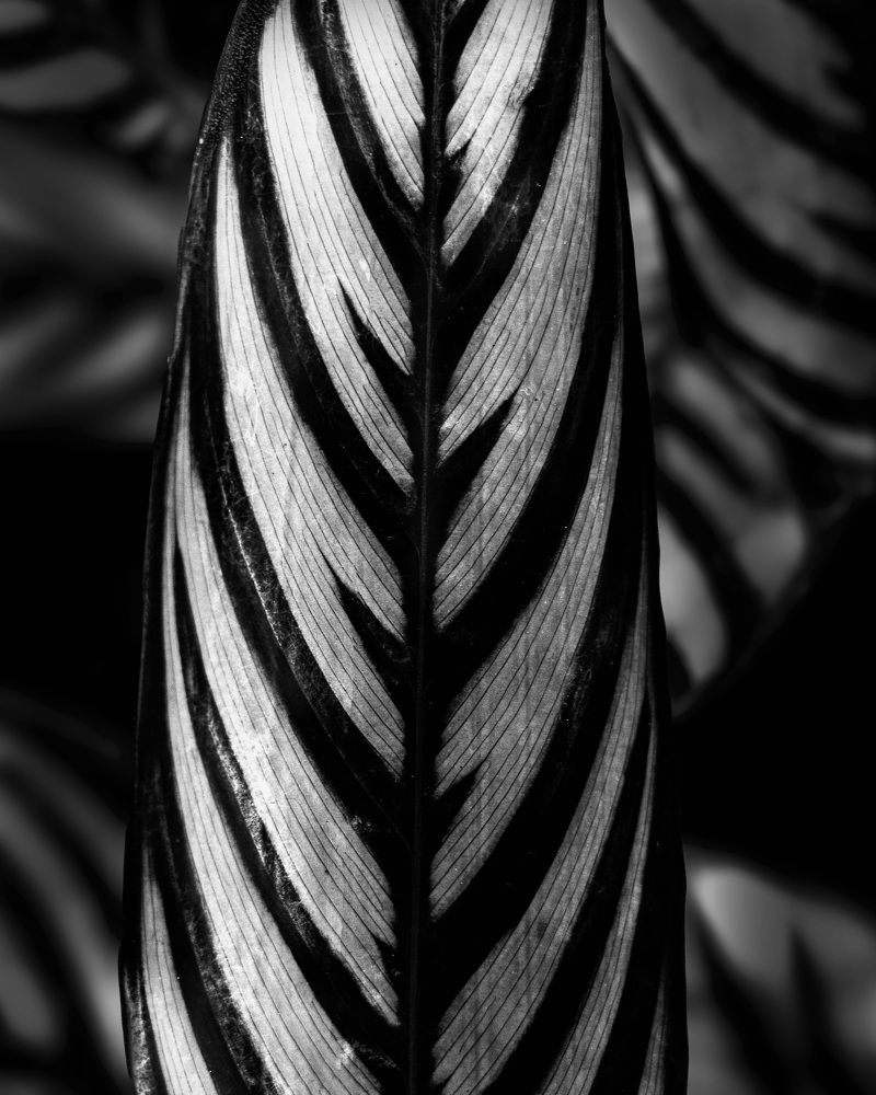 Photograph by Everson Marcos de Carvalho