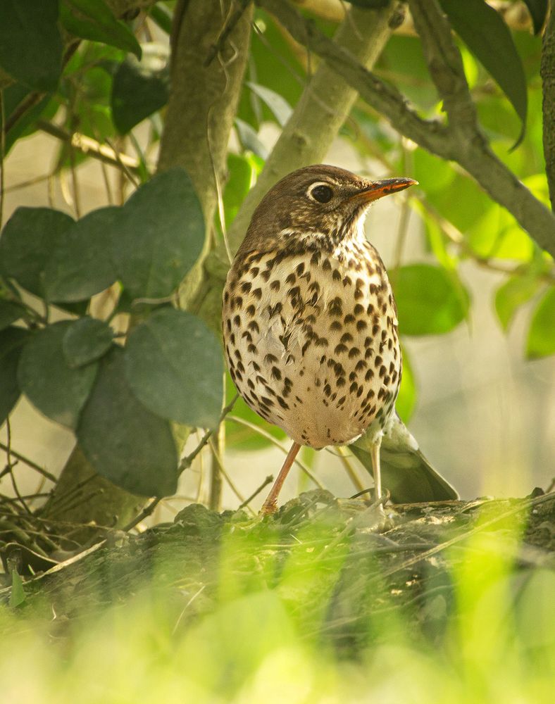 Photograph by hasan sorena jouri