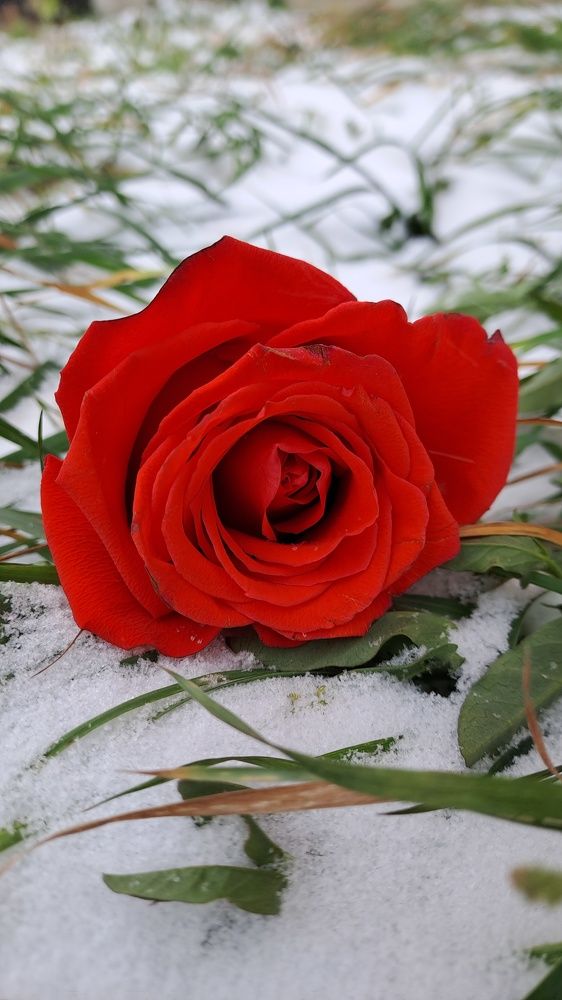 Photograph by Ирина Ахметова