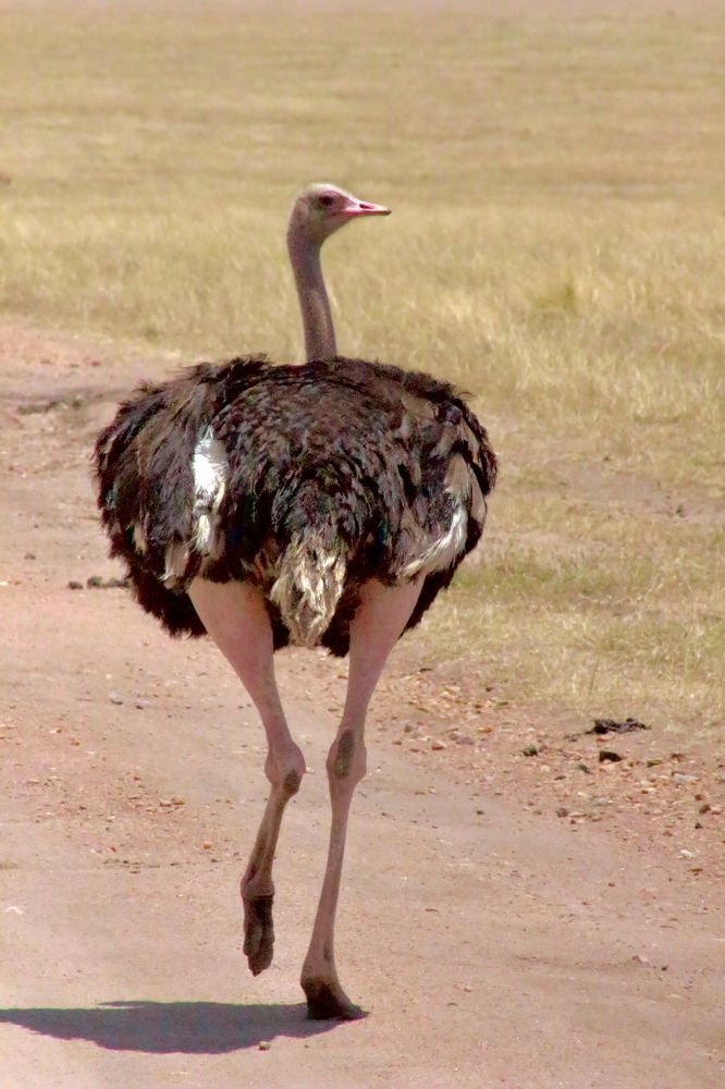 Photograph by Ahmet Aka