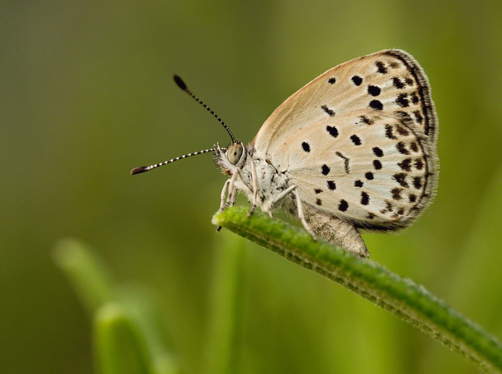Pale grass blue