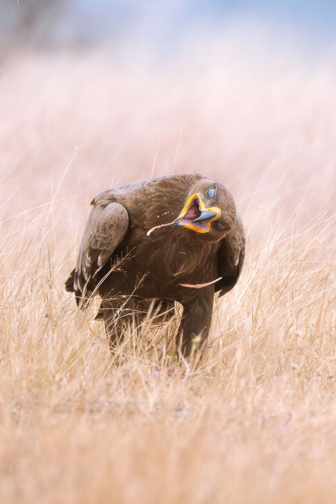 Photograph by Narayanan Iyer