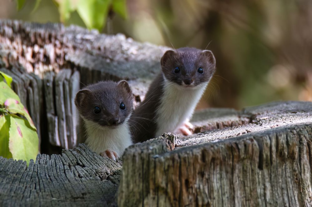 Photograph by Владимир Зайцев