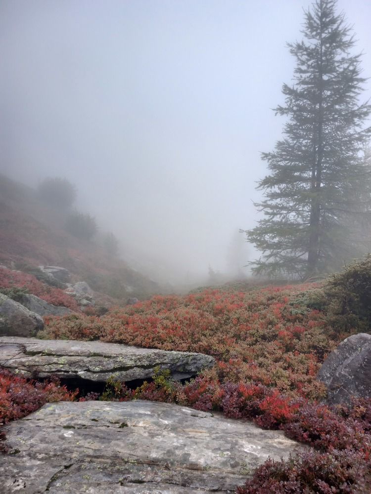 Фотография автора Елена Чернова