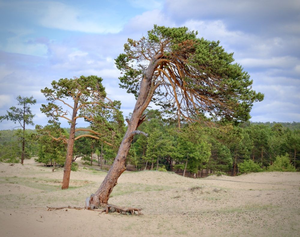 Photograph by ЗОЯ МЕДВЕДЕВА
