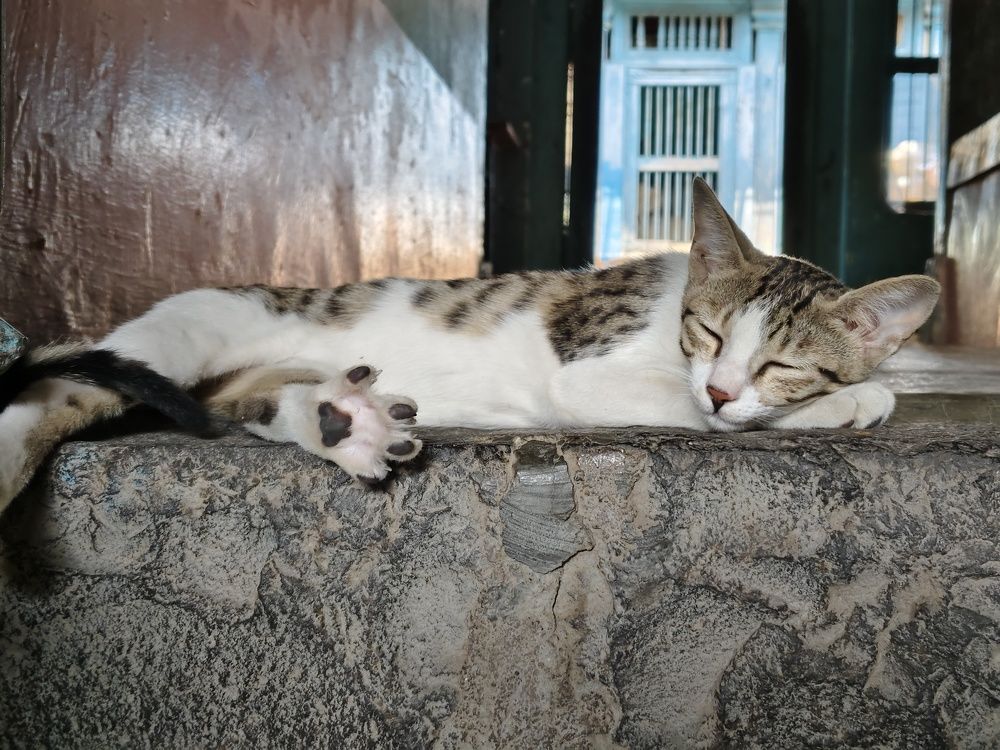 Photo #11156461
