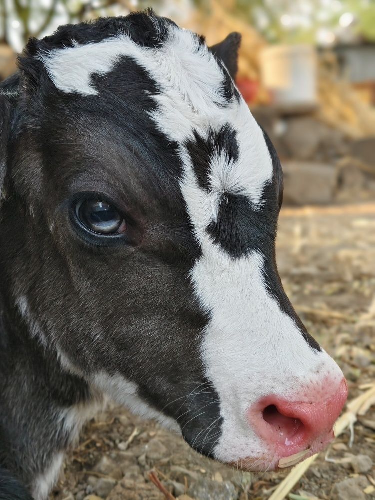 Photo #11156472