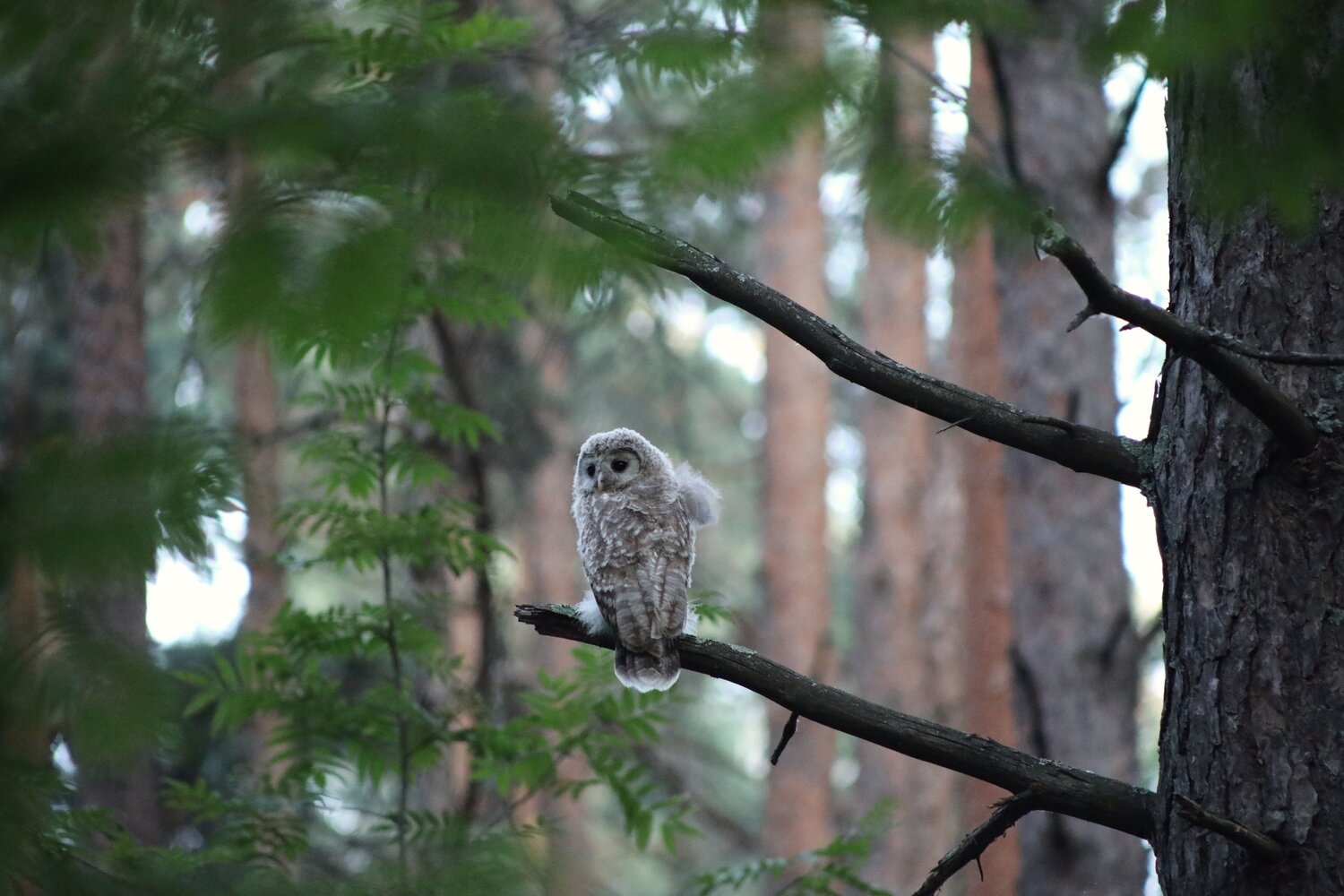 Photo #11156504