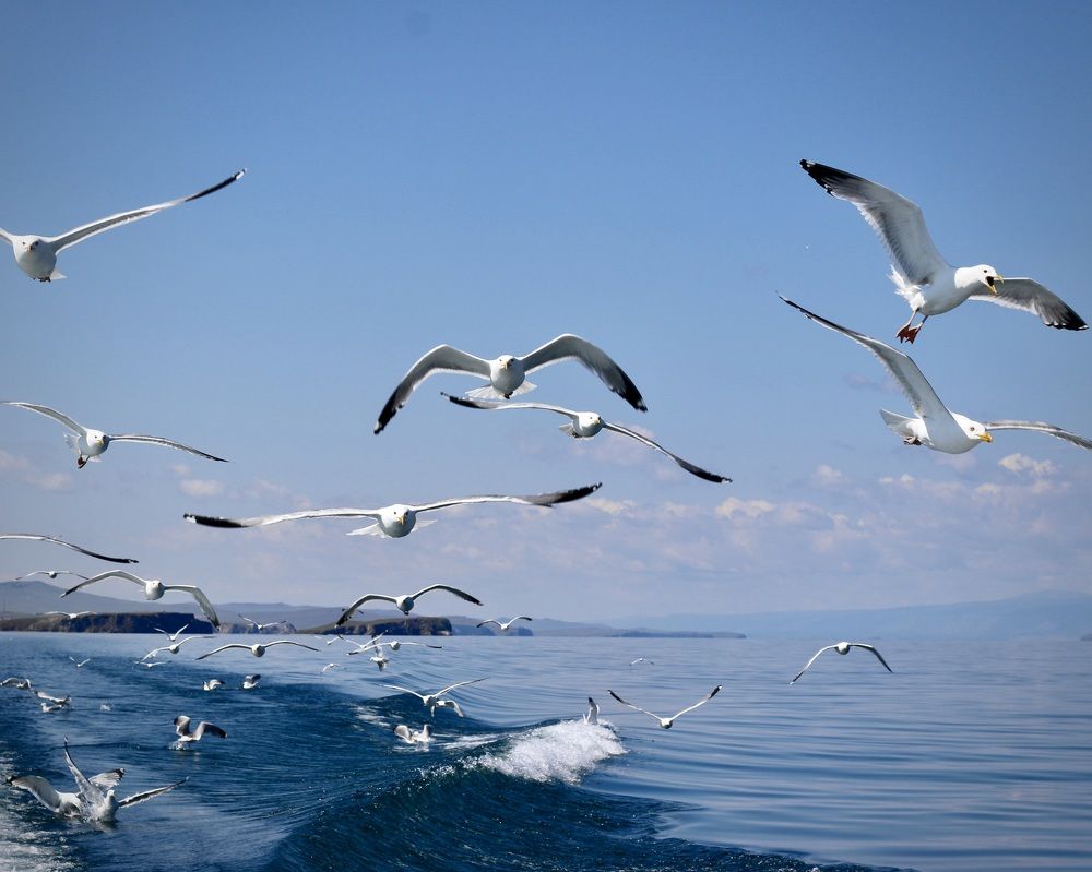 Photograph by ЗОЯ МЕДВЕДЕВА