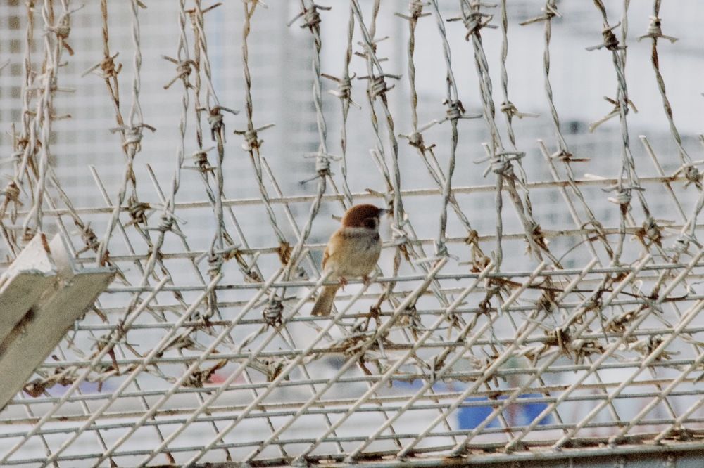 Photograph by Sr. Ma. Jenny Mhy-sy Yasa