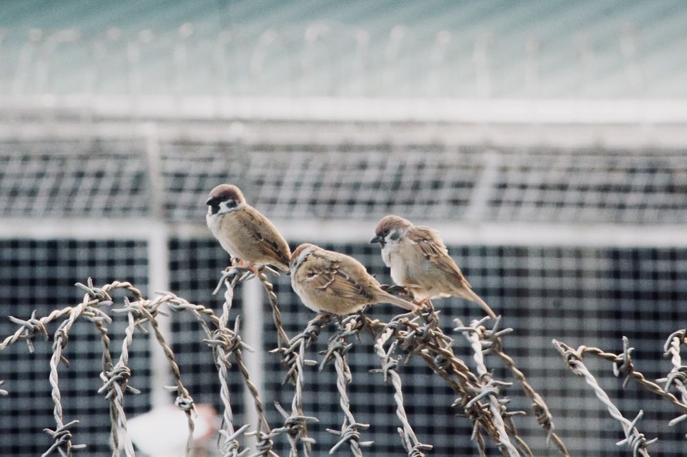 Photograph by Sr. Ma. Jenny Mhy-sy Yasa