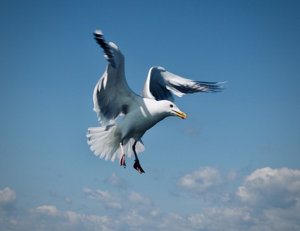 Photograph by ЗОЯ МЕДВЕДЕВА