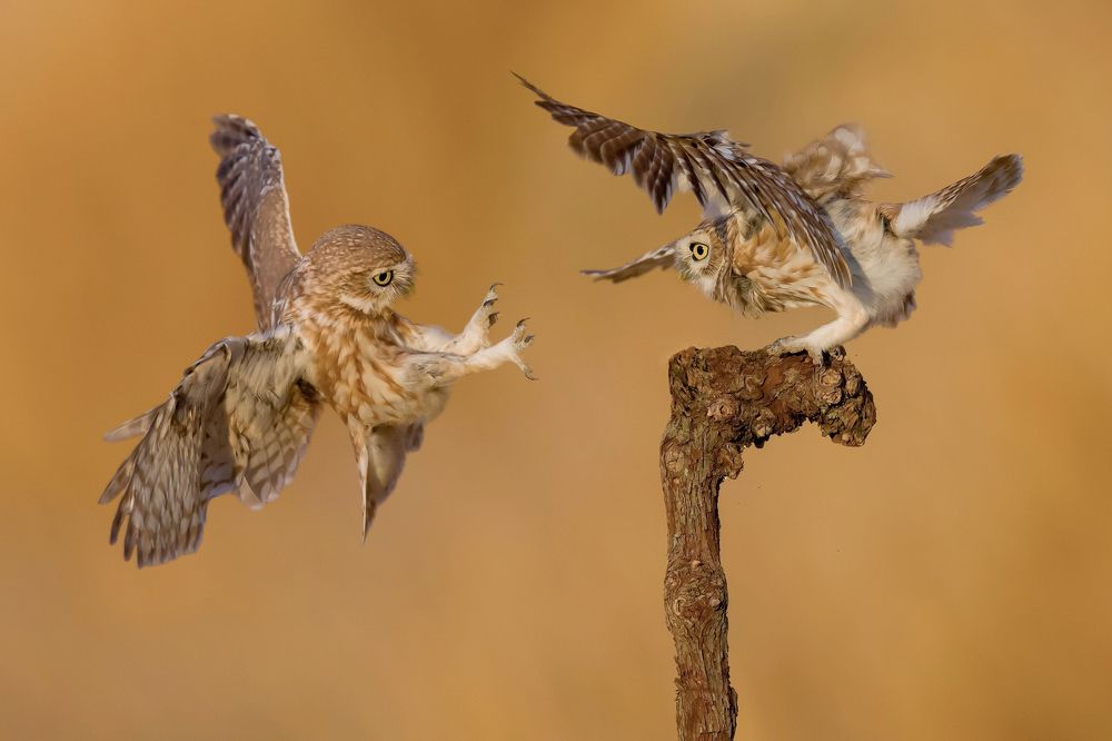 Фотография автора David Manusevich