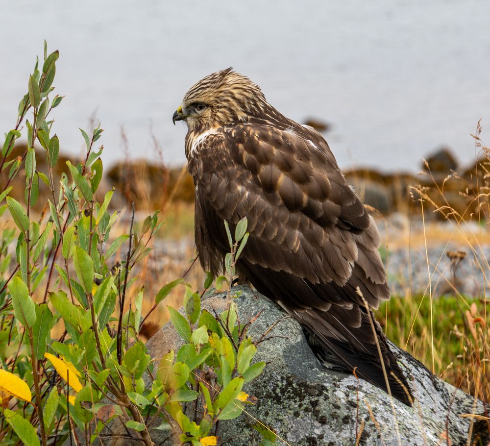 Photograph by Елена Данченко